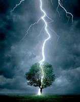 Blitz trifft Baum