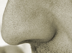 Eine Nase