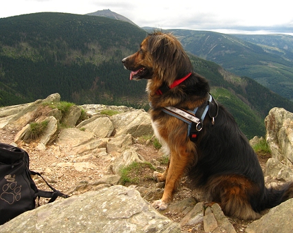 Bild mit Hund und Gipfel